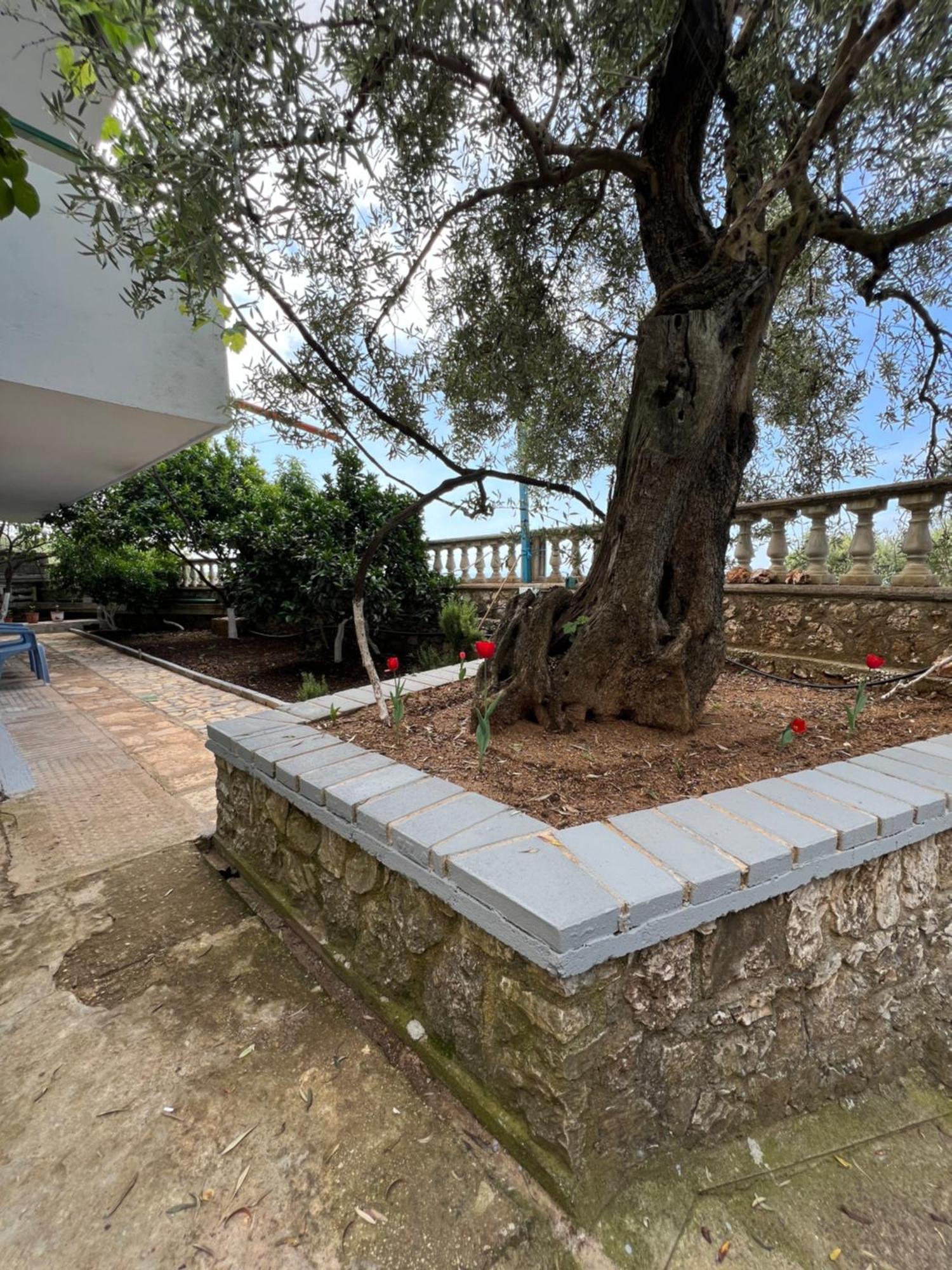 Petra Oliva Apartment Dhërmi 외부 사진
